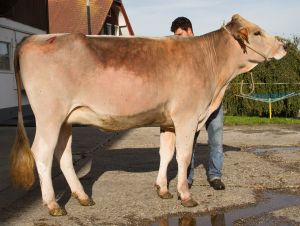 Rinderchampion Willisau - WTS Dally Romy-ET